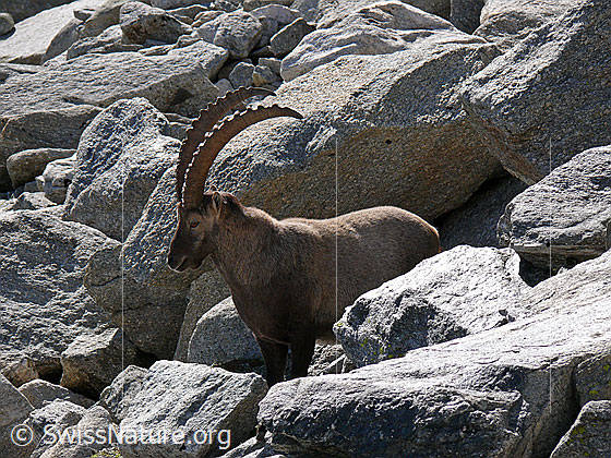Foto: Steinbock (Capra ibex) zwischen Felsblöcken. Ansicht von der Seite.
Lat.: Capra ibex
Ordnung: Artiodactyla (Paarhufer)
Familie: Bovidae (Hornträger)
Unterfamilie: Antilopinae
Gattung: Capra (Ziegen)