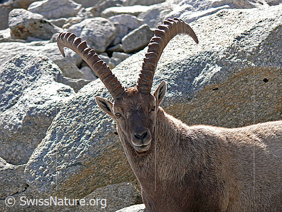 Foto: Steinbock (Capra ibex) mit mächtigen Hörnern und Winterfell vor grossem Felsblock.
Lat.: Capra ibex
Ordnung: Artiodactyla (Paarhufer)
Familie: Bovidae (Hornträger)
Unterfamilie: Antilopinae
Gattung: Capra (Ziegen)