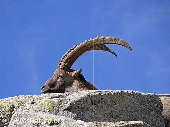 Foto: Steinbock (Capra ibex) mit mächtigen Hörnern hinter Felsblock. Ansicht Kopf von der Seite.
Lat.: Capra ibex
Ordnung: Artiodactyla (Paarhufer)
Familie: Bovidae (Hornträger)
Unterfamilie: Antilopinae
Gattung: Capra (Ziegen)