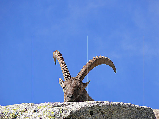 Foto: Alpensteinbock (Capra ibex) mit schön gebogenem, langem Gehörn. Ansicht Kopf von vorn.
Lat.: Capra ibex
Ordnung: Artiodactyla (Paarhufer)
Familie: Bovidae (Hornträger)
Unterfamilie: Antilopinae
Gattung: Capra (Ziegen)