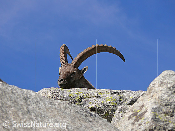 Foto: Steinbock (Capra ibex) mit mächtigem Gehörn hinter Felsblock. Ansicht Kopf von vorn.
Lat.: Capra ibex
Ordnung: Artiodactyla (Paarhufer)
Familie: Bovidae (Hornträger)
Unterfamilie: Antilopinae
Gattung: Capra (Ziegen)