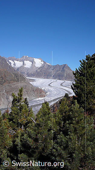 Foto: Arven im Aletschwald und Blick über den Aletschgletscher zu Schönbühlhorn, Gross Wannenhorn, Klein Wannenhorn und Strahlhorn.