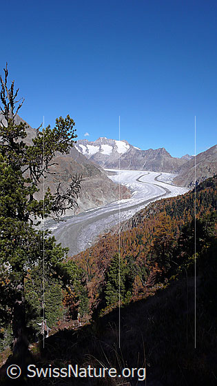 Foto: Blick über den Aletschwald und den Aletschgletscher mit mächtiger Mittelmoräne zu Gross Wannenhorn, Klein Wannenhorn und Strahlhorn. Im Vordergrund steht eine Arve.