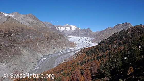 Foto: Aletschwald und Grosser Aletschgletscher. Entlang des Gletscherstroms ist eine herbstliche Berglandschaft mit gelb gefärbten Lärchenwäldern zu sehen.
