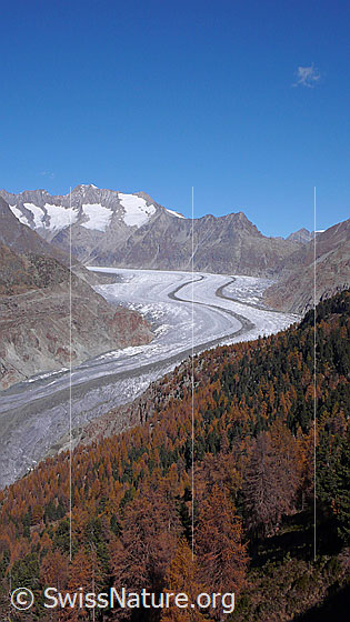 Foto: Blick über den Aletschwald und den Aletschgletscher mit mächtiger Mittelmoräne zu Schönbühlhorn, Gross Wannenhorn, Klein Wannenhorn und Strahlhorn.