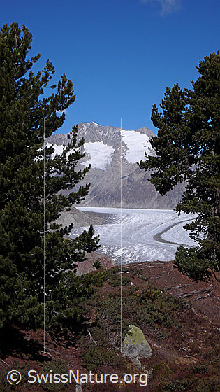 Foto: Arven im Aletschwald und Blick über den Aletschgletscher zu Gross Wannenhorn und Klein Wannenhorn.