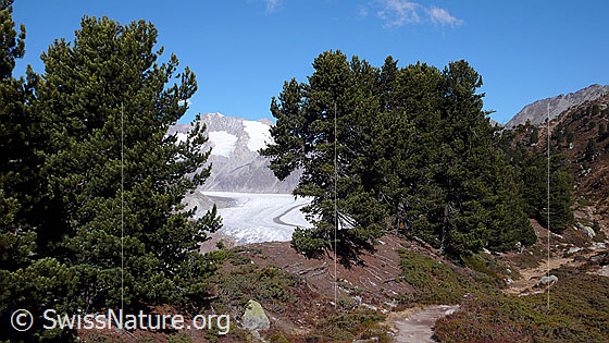 Foto: Im Arvenwald (Aletschwald).
Durch das Waldreservat führt ein Bergweg mit Ausblick auf den Aletschgletscher.