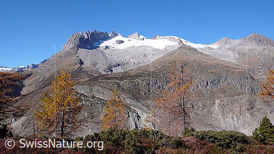 Foto: Herbstliche Lärchen im Aletschwald. Im Hintergrund die Berglandschaft mit Fusshörner, Gross Fusshorn, Rotstock, Geisshorn und Driestgletscher.