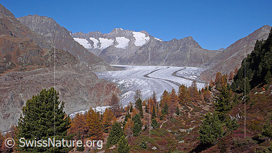 Foto: Herbstbild Aletschwald und Aletschgletscher. Der lichte Bergwald ist mit Arven und Lärchen durchmischt. Waldboden und Lärchen stehen in den schönsten Herbstfarben. Im Hintergrund sind Olmenhorn, Schönbühlhorn, Gross Wannenhorn, Kleines Wannenhorn und Strahlhorn zu sehen.