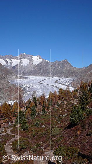 Foto: Waldreservat Aletschwald und Aletschgletscher. Der lichte Bergwald ist mit Arven und Lärchen durchmischt. Waldboden und Lärchen stehen in den schönsten Herbstfarben. Im Hintergrund sind Schönbühlhorn, Gross Wannenhorn, Kleines Wannenhorn und Strahlhorn zu sehen.