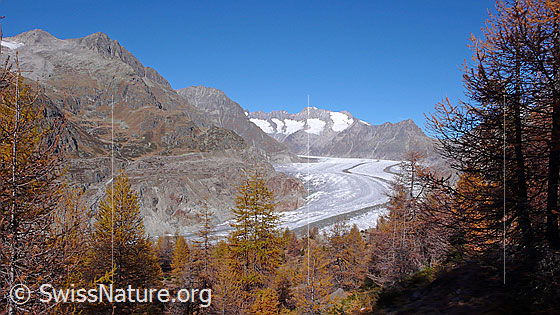 Foto: Herbstfarben im Aletschwald. 
Gelb gefärbter Lärchenwald mit dem Grossen Aletschgletscher im Hintergrund.