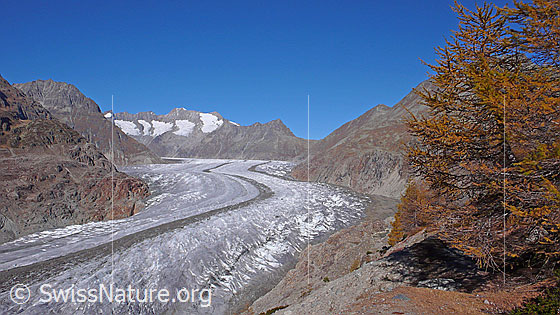 Foto: Aletschgletscher und Herbstfarben. Der Eisstrom mit ausgeprägter Mittelmoräne zieht sich leicht geschwungen durch die Berglandschaft mit Olmenhorn, Fiescher Gabelhorn, Schönbühlhorn, Gross Wannenhorn, Klein Wannenhorn, Strahlhorn und Eggishorn. Im Vordergrund sind herbstlich gefärbte Lärchen des Aletschwaldes zu sehen.
