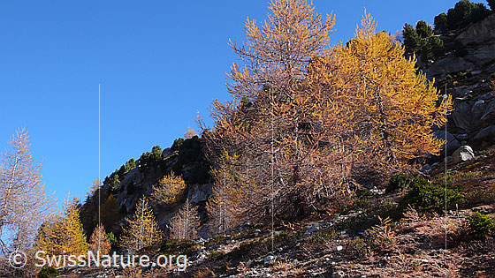Foto: Goldene Lärchen im Aletschwald.