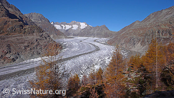Foto: Aletschgletscher und Aletschwald (UNESCO Welterbe). Der Eisstrom mit ausgeprägter Mittelmoräne zieht sich leicht geschwungen durch die Berglandschaft mit Olmenhorn, Fiescher Gabelhorn, Schönbühlhorn, Gross Wannenhorn, Klein Wannenhorn, Strahlhorn, Eggishorn und herbstlich gefärbten Aletschwald.
