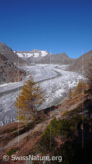 Foto: Herbstlich gefärbte Lärche im Aletschwald und Aletschgletscher mit deutlicher Mittelmoräne. Im Hintergrund sind Fiescher Gabelhorn, Schönbühlhorn, Gross Wannenhorn, Klein Wannenhorn und Strahlhorn zu sehen.