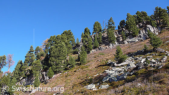 Foto: Arvenwald im Waldreservat Aletschwald.