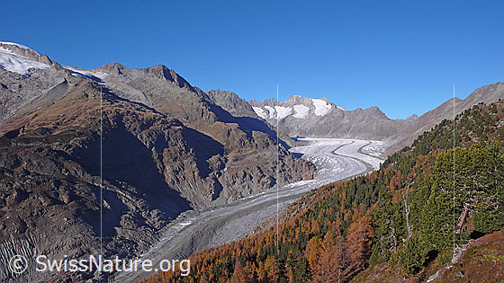 Foto: Aletschwald in Herbstfarben und Bergwelt mit Aletschgletscher. Der Eisstrom mit ausgeprägter Mittelmoräne zieht sich leicht geschwungen durch die Berglandschaft mit Zenbächenhorn, Olmenhorn, Schönbühlhorn, Gross Wannenhorn, Klein Wannenhorn, Strahlhorn, Eggishorn und herbstlich gefärbtem Aletschwald.