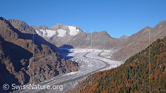 Foto: Aletschwald in Herbstfarben und Bergwelt mit Aletschgletscher. Der Eisstrom mit ausgeprägter Mittelmoräne zieht sich leicht geschwungen durch die Berglandschaft mit Olmenhorn, Schönbühlhorn, Gross Wannenhorn, Klein Wannenhorn, Strahlhorn, Wasenhorn, Eggishorn und herbstlich gefärbtem Aletschwald.
