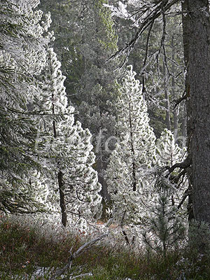 Foto: Föhren mit Raufrost im Streiftlicht.