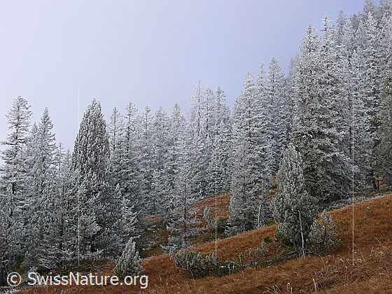 Foto: Herbstfarben und Frost an der Nebelgrenze. Die Moorlandschaft ist herbstlich gefärbt und der Wald mit einer dicken Raureifschicht überzogen.