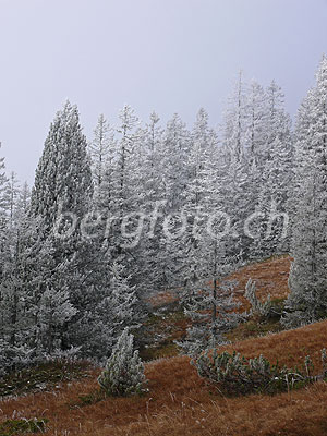 Foto: Frost und Herbststimmung im Hochmoor. Durch die Bildung von Raureif ist diese märchenhafte und geheimnisvolle Waldlandschaft entstanden.