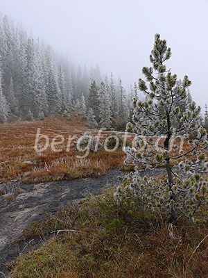 Foto: Märchenhafte Herbstlandschaft mit Föhre, Fels, Wald und geheimnisvoller Nebelstimmung. An Grashalmen und Nadelholz hat sich Raureif gebildet.