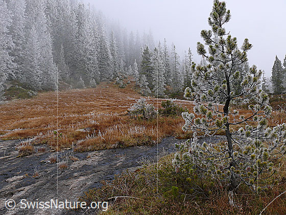 Foto: Märchenhafte Moorlandschaft mit Raureif und geheimnisvoller Nebelstimmung. Der Moorboden der Waldlichtung präsentiert sich in schönster Herbstfarbe. An Grashalmen, jungen Föhren und Wald hat sich Raureif gebildet.
