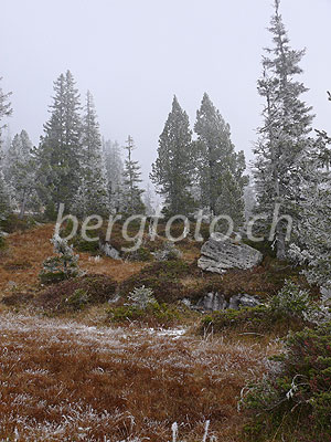 Foto: Geheimnisvolle Stimmung im lichten Wald. An Grashalmen des herbstlichen Hochmoors, Föhren und Tannen hat sich Raureif gebildet.
