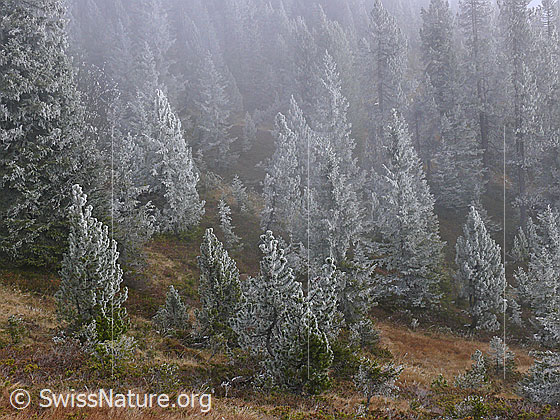 Foto: Jungwuchs von Föhren und Tannen mit Raureif auf herbstlich gefärbtem Moorboden.