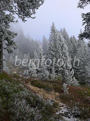 Foto: Herbst im Hochmoor und märchenhafte Stimmung. Streiflicht fällt auf den mit Raureif überzogenen Bergwald an der Nebelgrenze. Der Waldboden ist herbstlich gefärbt.