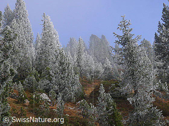 Foto: Märchenhafte Waldlandschaft in Moorgebiet an der Nebelgrenze. Der Waldboden ist herbstlich gefärbt und der Bergwald mit Raureif überzogen.