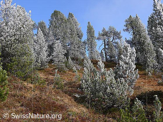 Foto: Märchenhafter Bergwald mit Raureif und Herbstfarben.