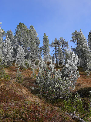 Foto: Raureif und Herbstfarben im sonnenbeschienenen Föhrenwald.