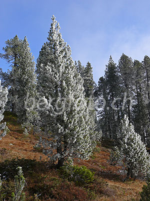 Foto: Föhre mit Raureif in märchenhaftem Bergwald. Der hochmoorartige Waldboden ist herbstlich gefärbt.