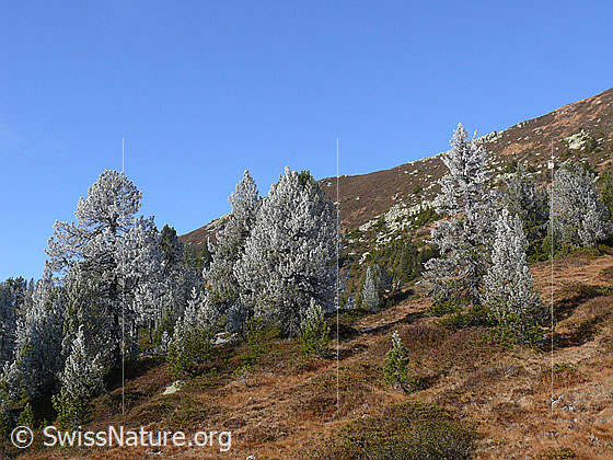 Foto: Waldgrenze mit Raureif in sonniger Herbstlandschaft.