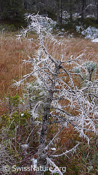 Foto: Junge, dürre Tanne mit langen Nadeln aus Eiskristallen in herbstlich gefärbter Umgebung.