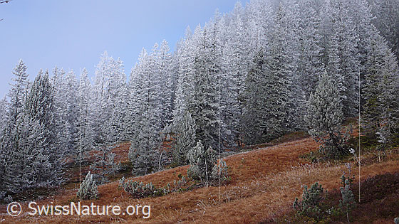 Foto: Märchenlandschaft in herbstlich gefärbtem Hochmmoor mit Raureif an Gräsern und Tannenwald.