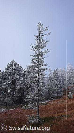 Foto: Tanne mit Raureif auf Waldlichtung. Der hochmoorartige Waldboden ist herbstlich gefärbt.
