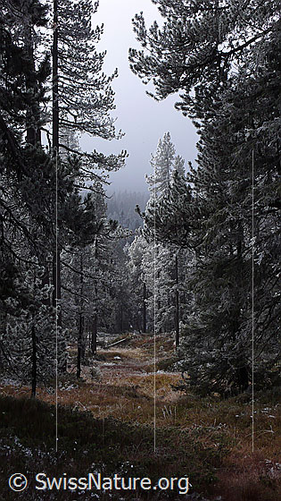 Foto: Wald mit Raureif und geheimnisvoller Stimmung um die Nebelgrenze. Der hochmoorartige Waldboden ist herbstlich gefärbt.