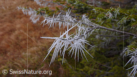 Foto: Nadeln aus Eis. Ast mit langen Nadeln aus Eiskristallen (Raureif).