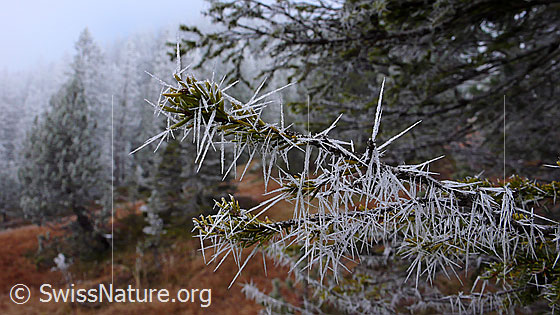 Foto: Raureif an Tannenast. Natürliches Kunstwerk, welches durch Niederschlag und Frost entstanden ist.
