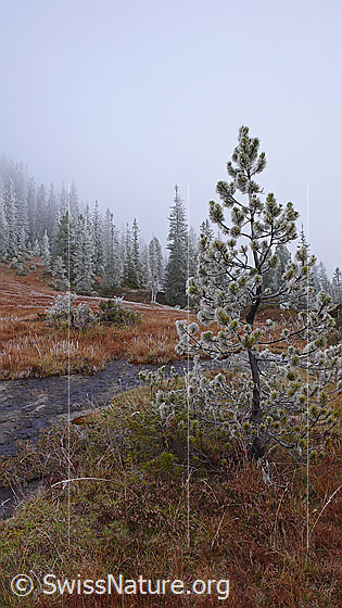 Foto: Märchenhafte Herbstlandschaft mit Föhre, Fels, Wald und geheimnisvoller Nebelstimmung. An Grashalmen und Nadelholz hat sich Raureif gebildet.