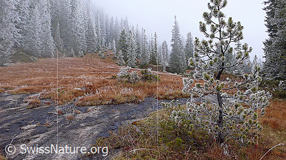 Foto: Märchenhafte Moorlandschaft mit Raureif und geheimnisvoller Nebelstimmung. Der Moorboden der Waldlichtung präsentiert sich in schönster Herbstfarbe. An Grashalmen, jungen Föhren und Wald hat sich Raureif gebildet.