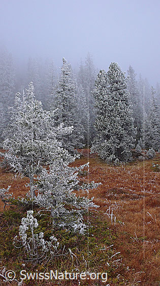 Foto: Märchenwald an der Nebelgrenze mit Raureif und Herbstfarben.