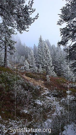 Foto: Geheimnisvolle Märchenlandschaft an der Nebelgrenze. Wald mit Herbstfarben und starkem Raureif an Tannen und Sträuchern.