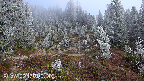Foto: Märchenwald an der Nebelgrenze mit Raureif und Herbstfarben. Die geheimnisvolle Waldlandschaft besteht aus kleinen und grossen Tannen und Föhren. Der Waldboden ist mit Beerensträuchern bewachsen.