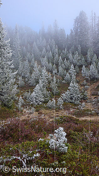 Foto: Märchenwald an der Nebelgrenze mit Raureif und Herbstfarben. Die geheimnisvolle Waldlandschaft besteht aus kleinen und grossen Tannen und Föhren. Der Waldboden ist mit Beerensträuchern bewachsen.