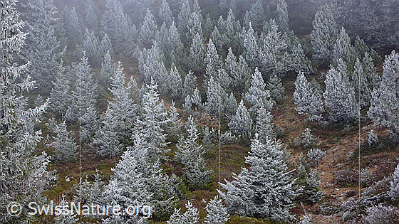 Foto: Waldbild mit Raureif. Durch Nebel, Niederschlag und Frost ist diese zauberhafte Waldlandschaft entstanden.