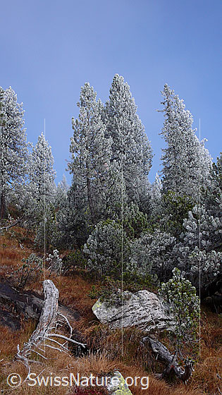 Foto: Urtümlicher Wald mit Herbstfarben, Raureif, Totholz und Felsblöcken.