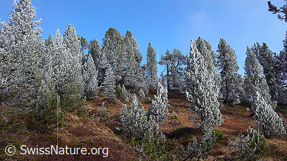 Foto: Märchenlandschaft mit Raureif und Herbstfarben im Föhrenwald.